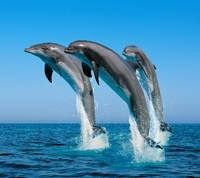 pic for three dolphins 1080x960